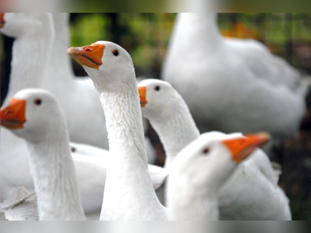 350 Gänse mussten aufgrund eines neuen Vogelgrippe-Verdachtsfalls in Boke getötet werden. Symbolfoto: Bodo Krumat