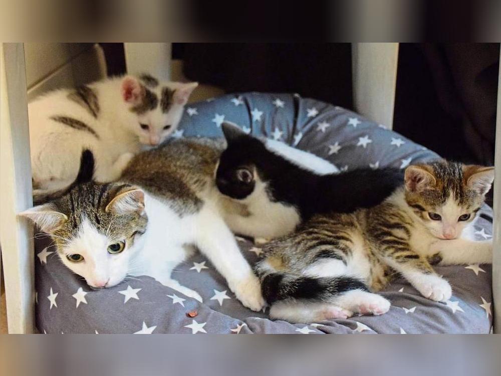 Die Tierheime in der Region hoffen weiter auf Förderung. Foto: Daniel Kossack