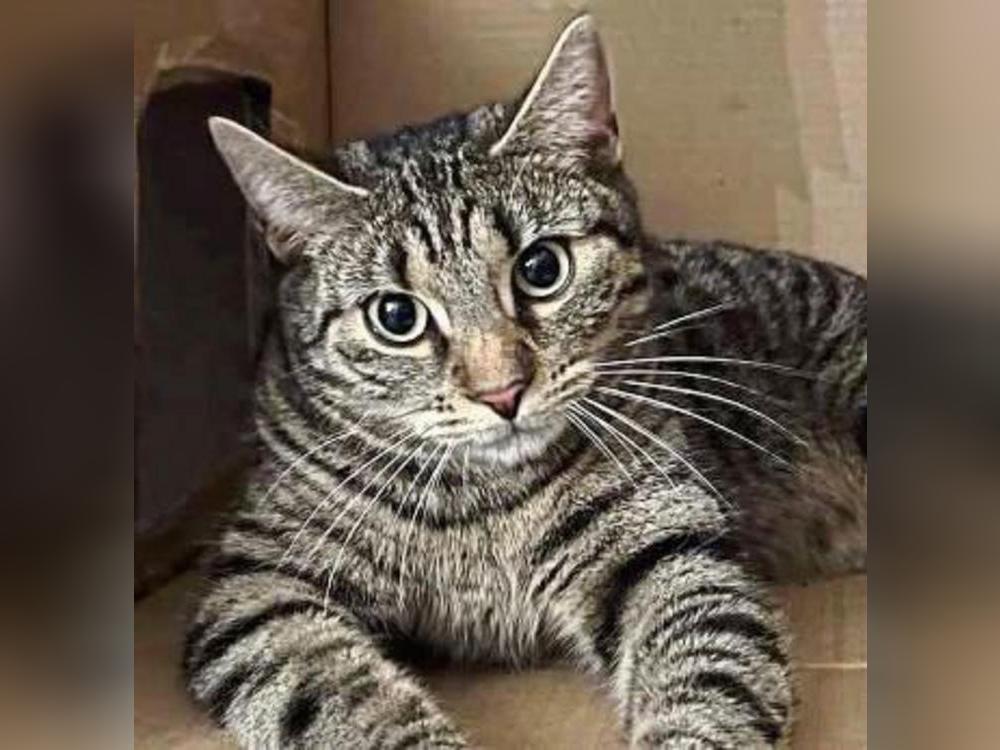 Der Kater aus Büren überlebte die Schussverletzung nicht. Foto: Joshua Stinn