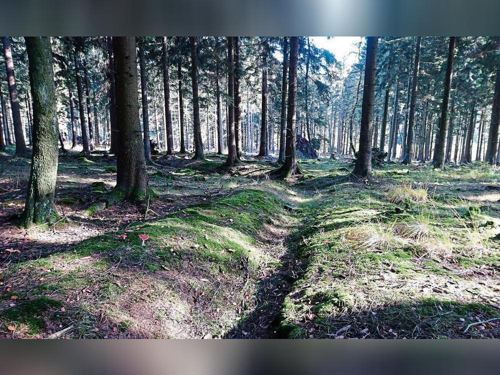 Dieser Entwässerungsgraben ist sehr gut zu erkennen. Das Schwammwald-Projekt hat das Ziel, den Wald vor Trockenheit zu schützen, indem mehr Regenwasser in der Fläche gehalten wird. Dafür werden die vor Jahrzehnten angelegten Gräben beseitigt.