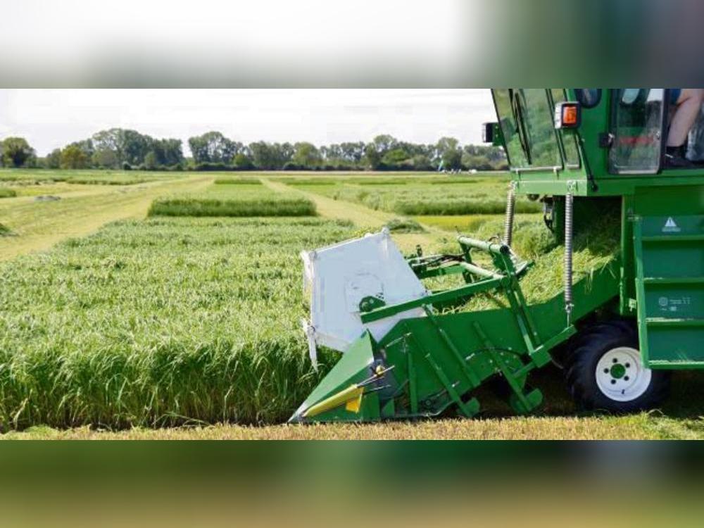 Gräser sind ein wichtiges Feld für die DSV.