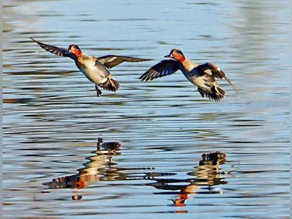 Kitz vom 13. Dezember 2025