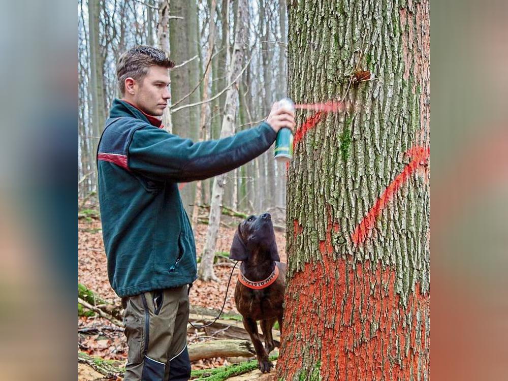 Daniel Rath bleibt keine andere Wahl, als – unter den interessierten Blicken seines hannoverschen Schweißhundes Bruno – diese Eiche für die Säge zu markieren. Unten am Stamm das rote Band, welches Spechte bei der Suche nach Eiern des Schädlings hinterließen. Fotos: Bernd Eickhoff