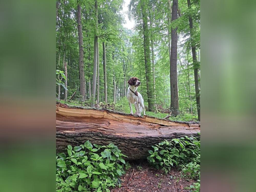 Der Verkaufserlös für Holz aus dem Anröchter Wald liegt laut Forstwirtschaftsplan bei geplant 45 645 Euro, also bei etwa 75 Euro pro Festmeter Holz. Archivfoto