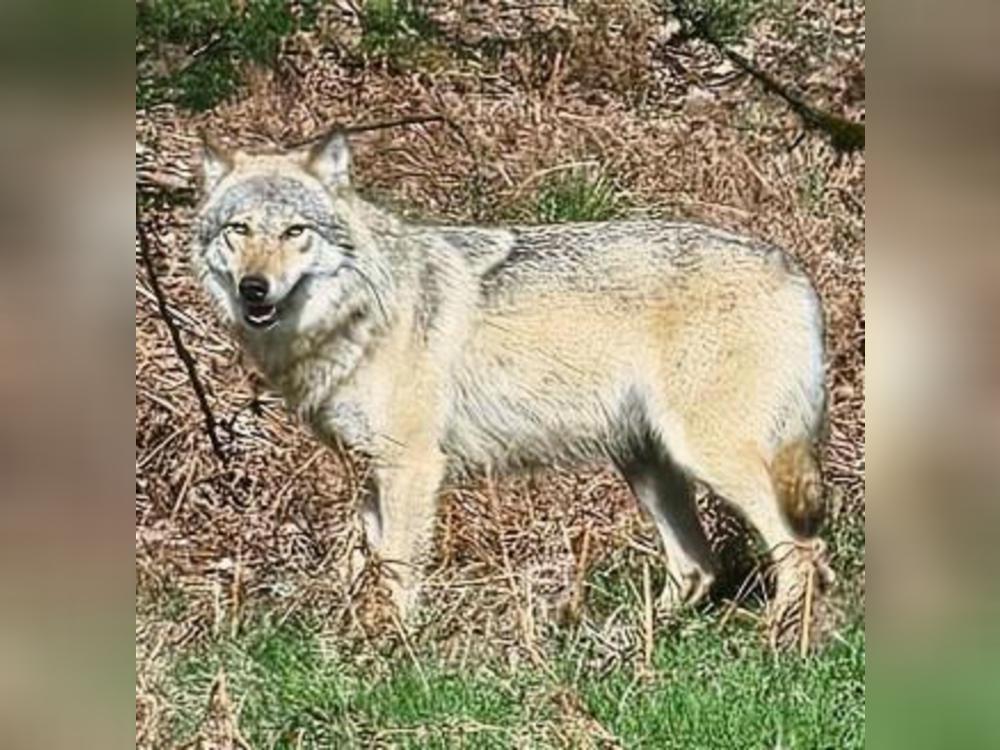 Diese Wolfsdame, die ursprünglich aus einem Rudel in Sachsen in den Kreis gekommen war, ist immer noch eine Einzelgängerin. Foto: Winfried Junker