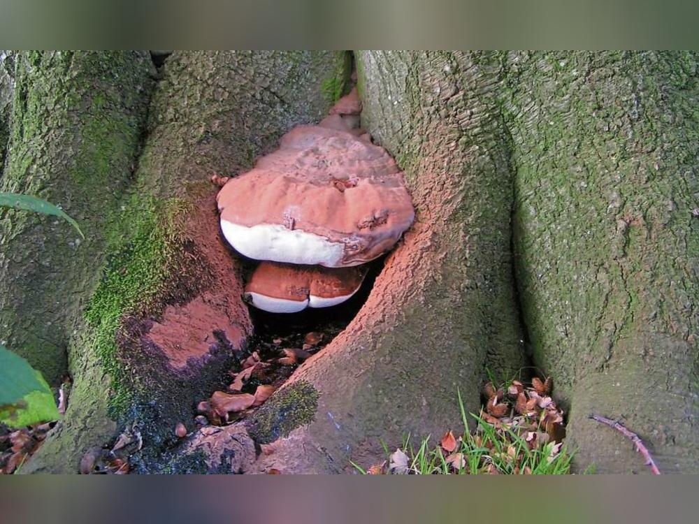 Der Wulstige Lackporling beeinträchtigt die Bruchsicherheit der Bäume, die er befällt. Das trifft auch auf die Erwitter Musiklinde zu. Symbolfoto: Pethan/Wikipedia (CC BY-SA 3.0)