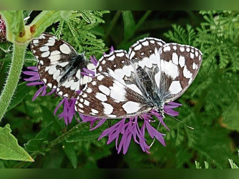 Ein Schachbrettfalter auf der heimischen Berg-Flockenblume. Foto: Daniel Berghoff