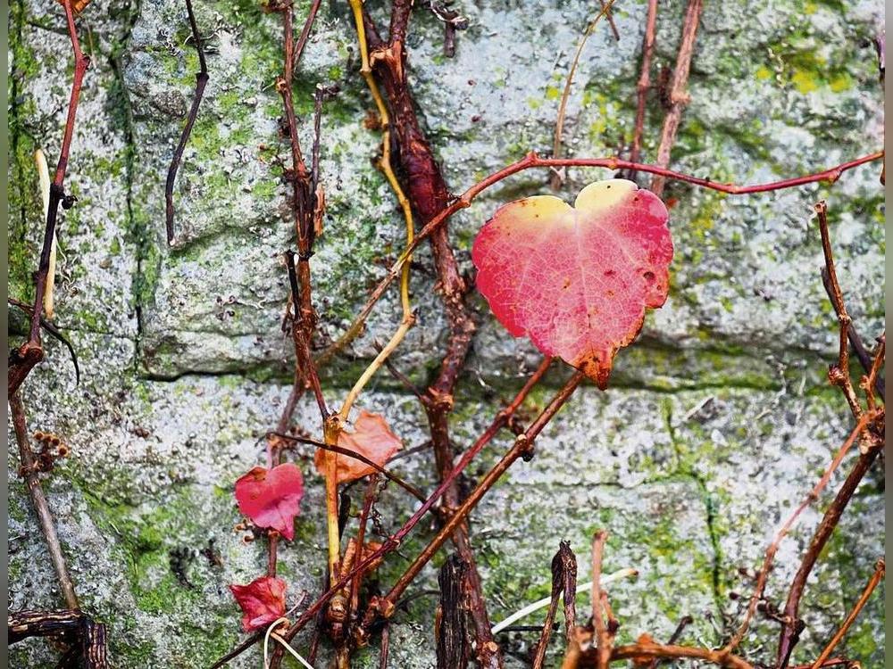 Im Kreisgebiet gibt es bereits mehrere Herzenssprechstunden. Jetzt sollen auch Angebote in Rüthen und perspektivisch in Warstein folgen. Foto: dpa