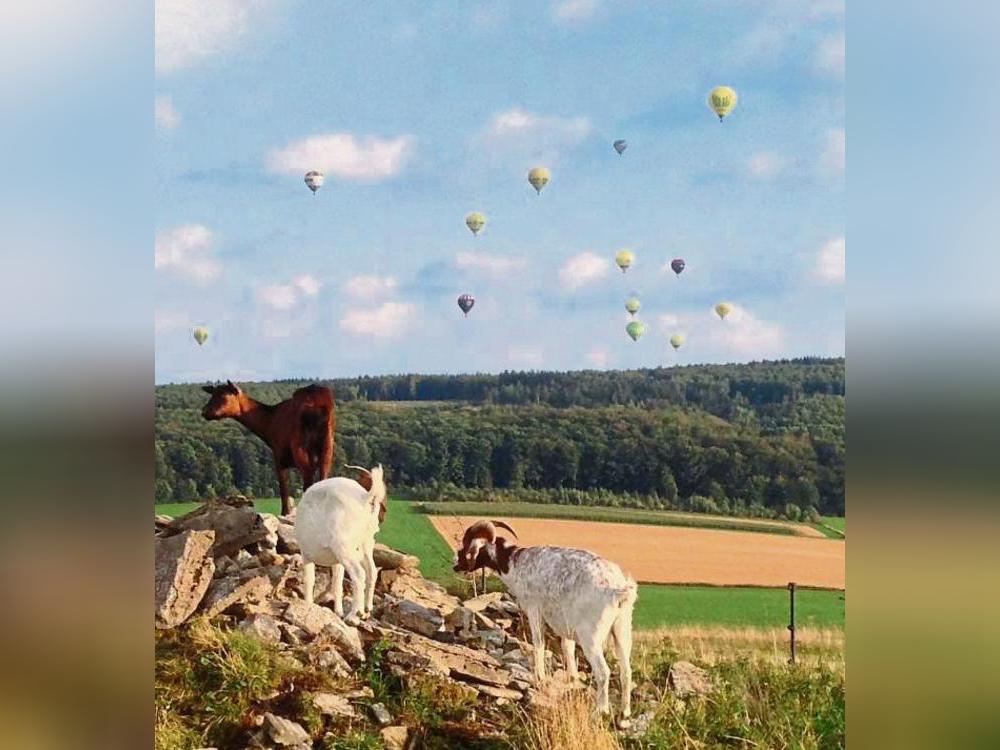 Außergewöhnlich viel Ziegenhaltung gab es in Kallenhardt wohl nicht, dabei fühlen sich die Tiere im Bergischen doch pudelwohl – und machen sich richtig gut in der Kulisse.