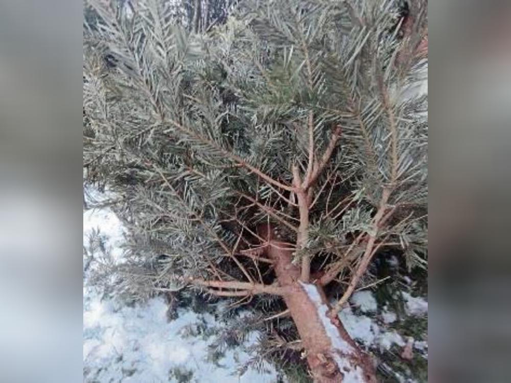 Die Tannenbäume werden abgeholt. Foto: Stefan Niggenaber