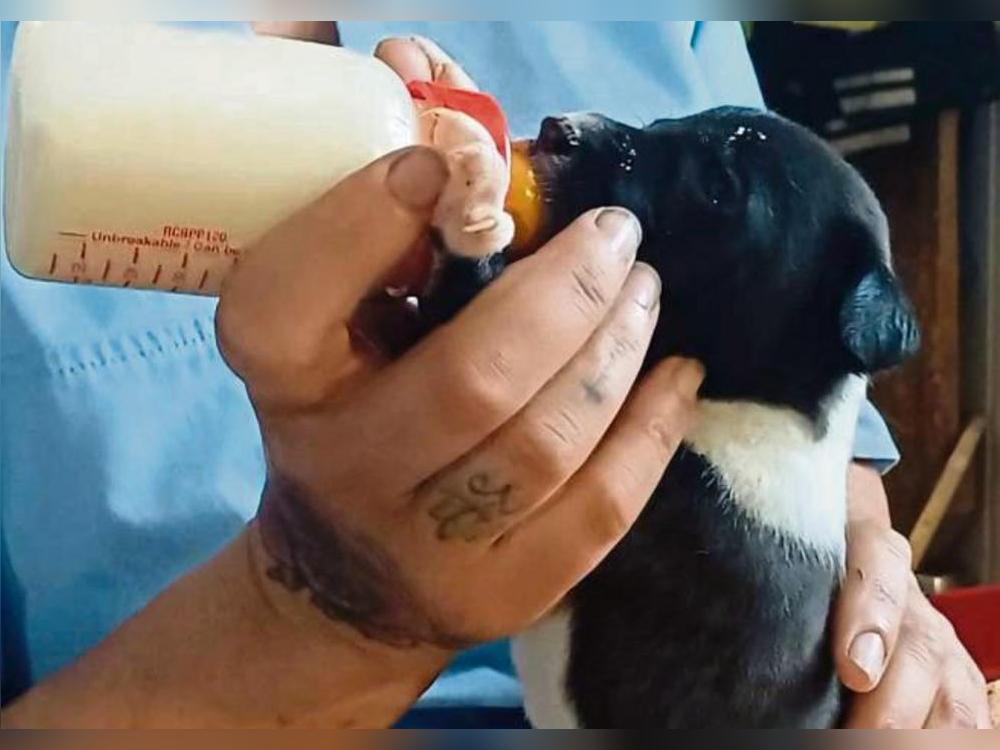 Den kleinsten und hilfsbedürftigsten Tieren soll es gut gehen. Dafür plant der Anröchter Verein einen Welpenhaus-Bau.