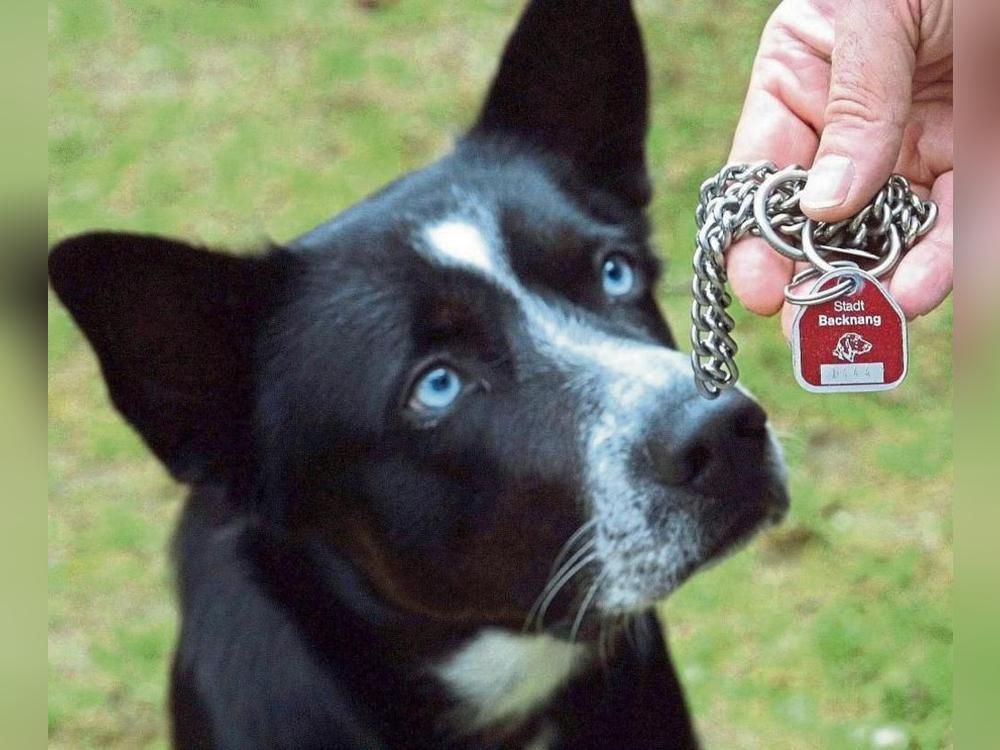 Der Jahresbetrag für einen Hund steigt von 48 auf 60 Euro. Wer mehrere Hunde hält, zahlt entsprechend mehr. Foto: dpa