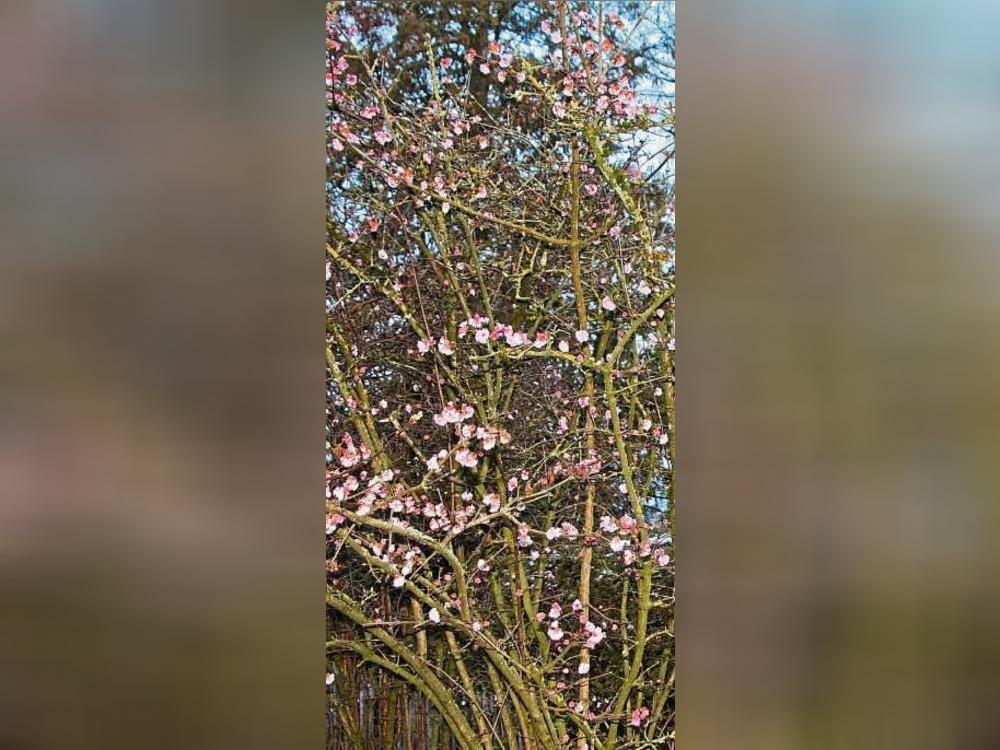 Blüht! Ein Strauch in Lipperbruch. Foto: Helga Wissing