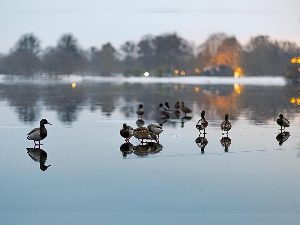 Kitz vom 17. Januar 2026