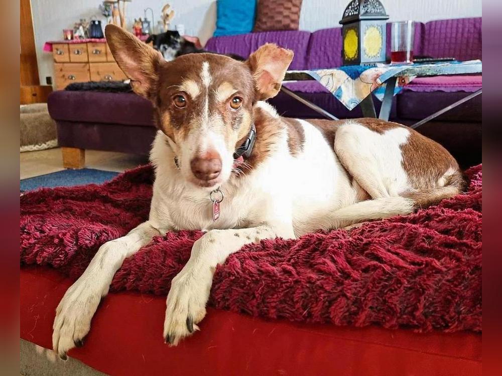 Die zehnjährige Hündin Poente lebt derzeit bei dem Anröchter Eric Hagenbäumer. Ursprünglich sollte das Tier nur kurz bei der Familie bleiben. Doch dann starb die Besitzerin.