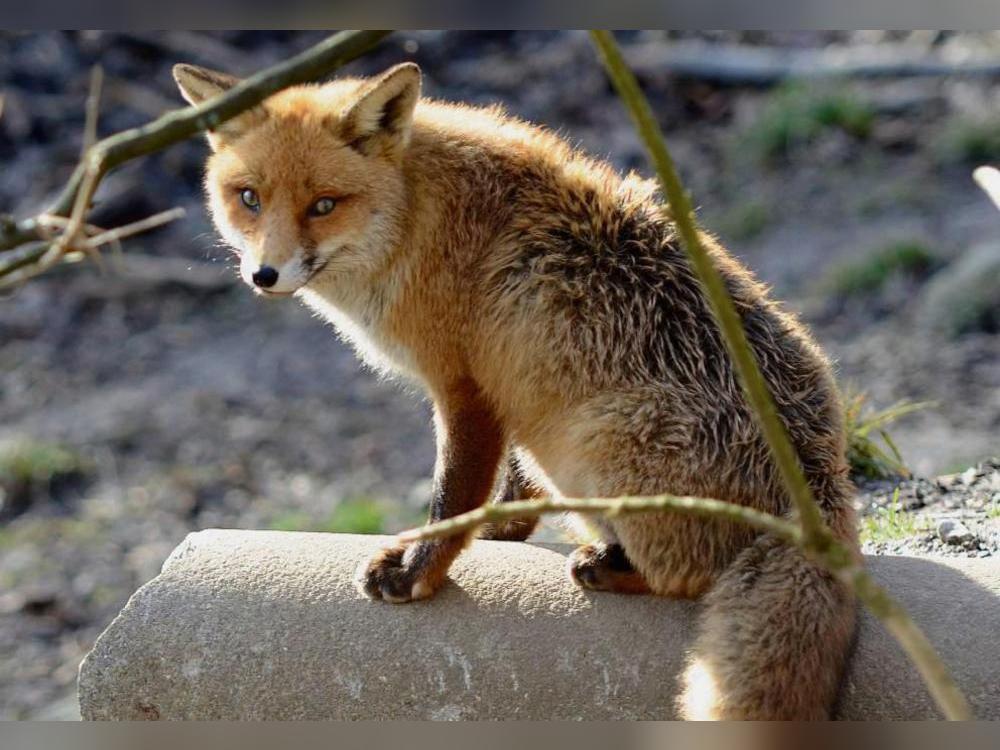 Die Fuchsjagdwoche des Hegerings Rüthen beginnt. Setzt sich der Trend der vergangenen Jahre fort, werden bis zum 1. Februar etwa zehn Tiere zur Strecke gebracht. Foto: Dieter Tuschen