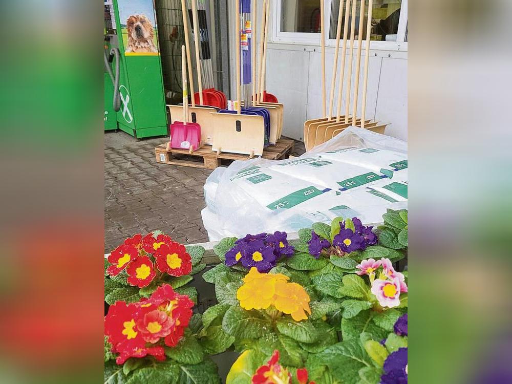 Lust auf Farbe? Die Primeln bieten einen Kontrast zum Winterprogramm mit Schneeschiebern – und sind ja auch schöner als blaue Flecken vom Glatteis-Sturz. Foto: Axel Schwade