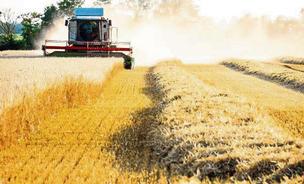Erleichterung bei den Landwirten in der Soester Börde: Das EU-Parlament hat am Mittag ein Gesetz zur Reduktion des Pestizid-Einsatzes in der EU gekippt. Foto: Winkelmann