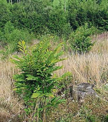 Der Zukunftswald kann im Rahmen der Deutschen Waldtage besucht werden.