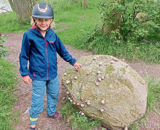 Stolz ist Emilia auf diese Schnecken-Großfamilie, die sie während des Urlaubs auf der Insel Fehmarn entdeckt hat.