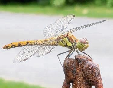 Auch die Libelle genießt den Sommer.