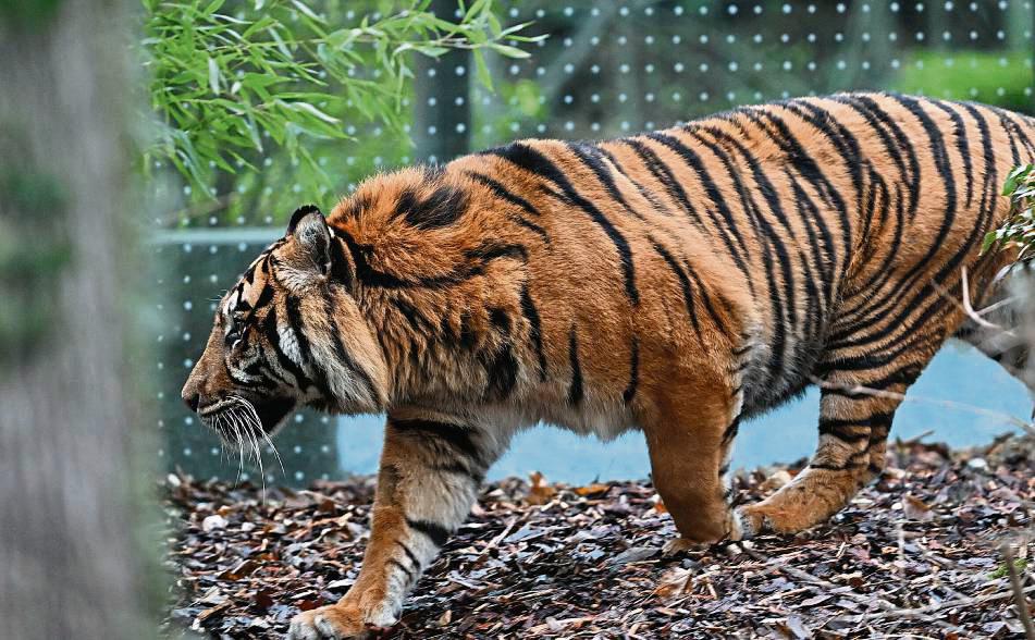 Ein Tiger hat Anfang der Woche eine 33-Jährige Pflegerin aus Delbrück angegriffen und schwer verletzt. Symbolfoto: dpa/Arne Dedert