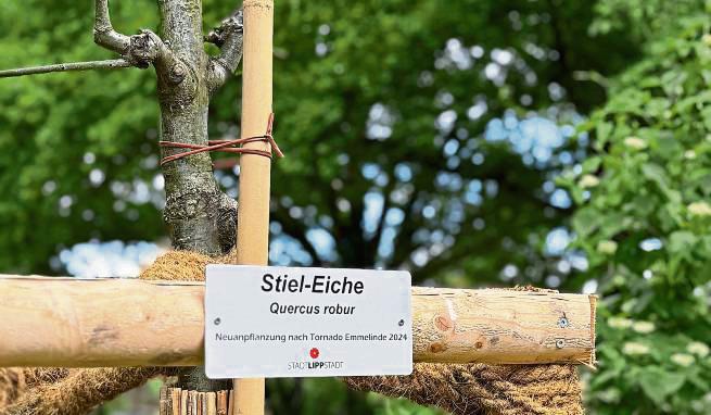Katalogisierte Stiel-Eiche: Auch dieser Baum im Grünen Winkel ist im Baumkataster der Stadt zu finden.