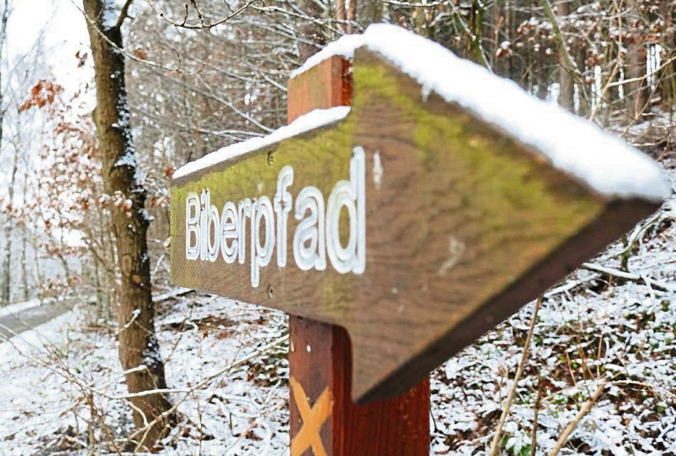 Über den Zustand des Biberpfads gab es zuletzt einige Beschwerden. Foto: Wapelhorst