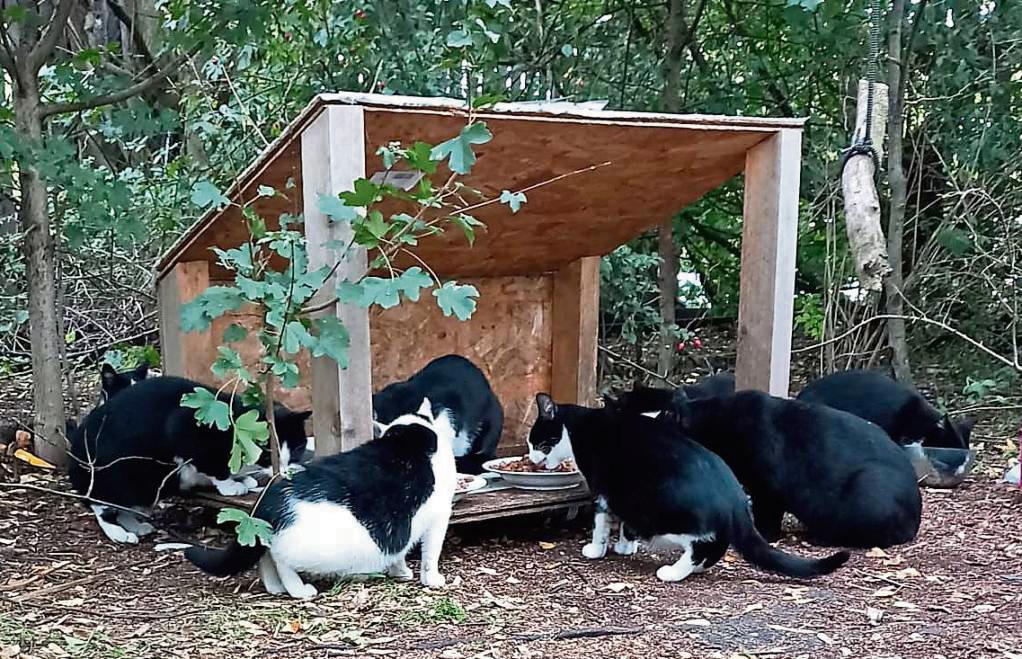 An mehreren Stellen im Stadtgebiet haben Mitglieder des Tierschutzvereins Futterstellen für verwilderte Katzen eingerichtet, für den Winter auch kleine Häuschen aus Styropor.
