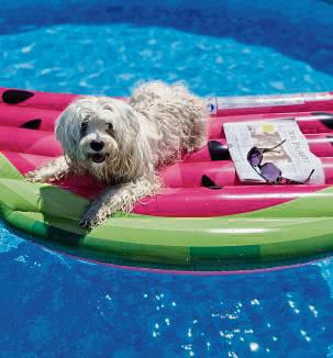 Hund Tilde genießt die Abkühlung im heimischen Pool.