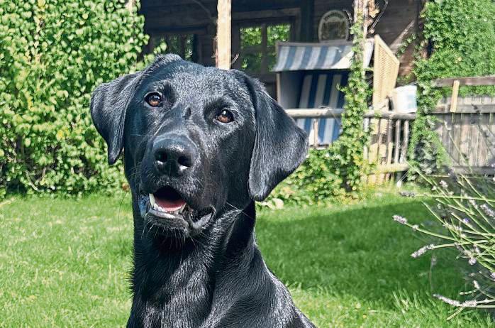 Plötzlich war Labradorhündin Frida weg – der Albtraum eines jeden Hundebesitzers. Familie Lässig aus Benninghausen erlebte bange Stunden. Foto: Cegelski