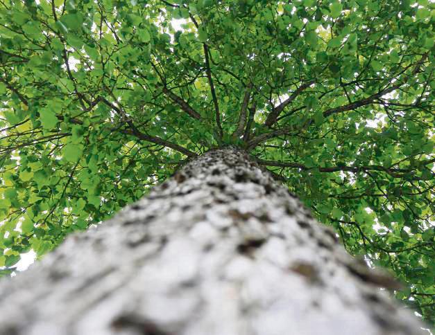 Die Gemeinde Anröchte sucht Baumpaten für den Bürgerwald. Archivfoto: Dietz