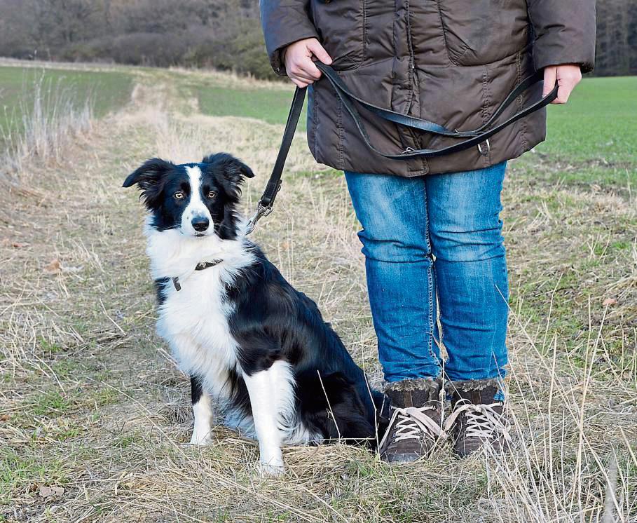 Diese Hundebesitzerin verhält sich vorbildlich. Sie geht mit ihrem angeleinten Border Collie im Vogelschutzgebiet Hellwegbörde spazieren. Foto: Weinstock (Kreis Soest)