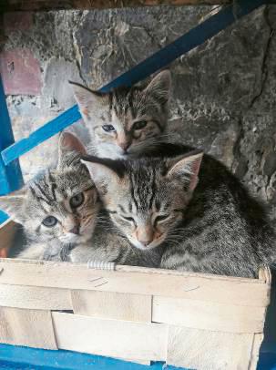 Die drei Kätzchen haben es sich bequem gemacht.