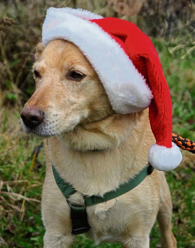 Viele der ersehnten Tiere werden nach Weihnachten oft wieder im Tierheim abgegeben.