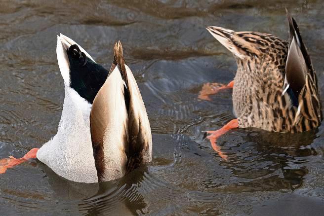 Köpfchen unter Wasser, Schwänzchen in die Höh’: Zwei Stockenten auf Nahrungssuche. Foto: dpa