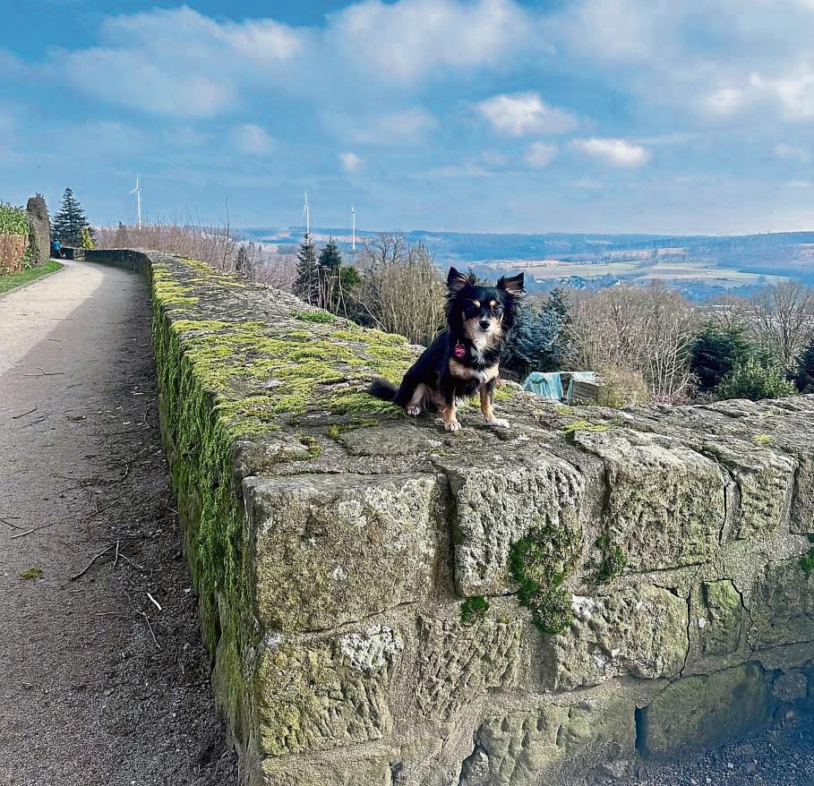 Die Erstellung eines Konzepts, um die Stadtmauer zu sanieren, beantragt die CDU-Fraktion. Auch die SPD beantragt Gelder für die Erneuerung von Mauern. Foto: Bsdurek