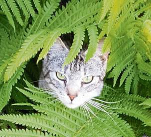 Kater Schnubbel lugt neugierig aus dem Farn hervor.