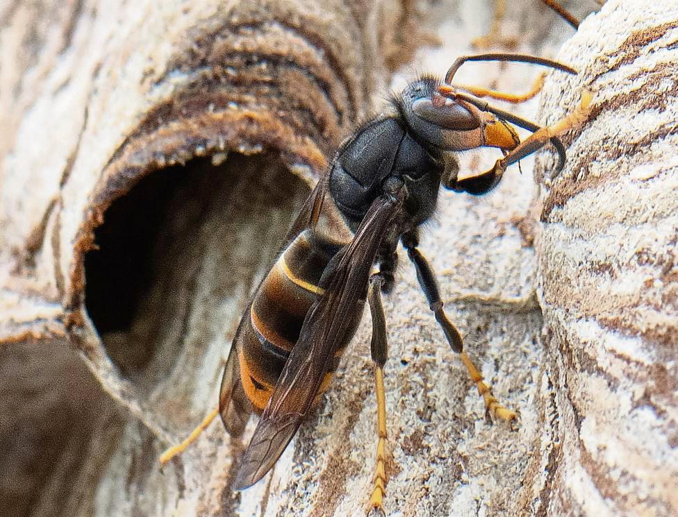 Eine Asiatische Hornisse sitzt auf ihrem Nest. Sie gilt auch im Kreis Soest als invasive Art, ihre Stiche sind Experten zufolge deutlich schmerzhafter als die heimischer Insekten. Foto: dpa