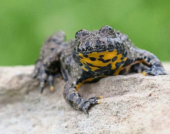 Das Projekt verspricht nicht nur ein tiefgreifendes Verständnis für die heimische Artenvielfalt, sondern auch eine nachhaltige Sensibilisierung für den Schutz der heimischen Natur, dazu zählt auch die Gelbbauchunke. Foto: M. Wenner