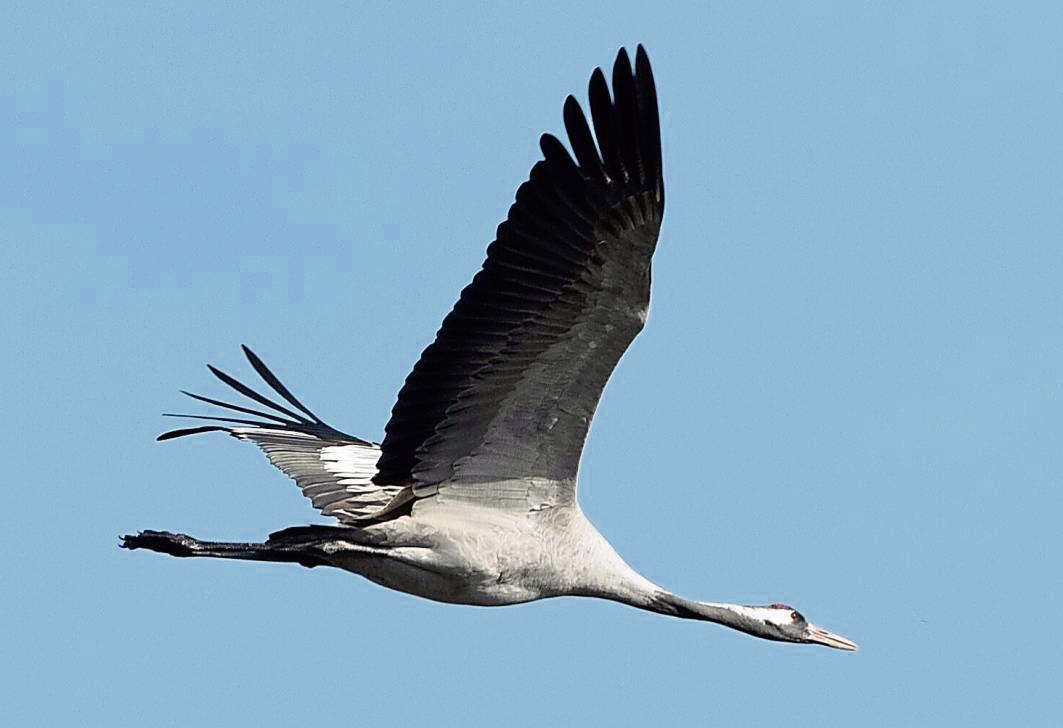 Mit dem Vogelzug breitet sich im Herbst die Vogelgrippe wieder verstärkt aus – unter anderem zahlreiche Kraniche sind bereits in Folge einer Ansteckung verendet. Ein toter Kranich wurde jetzt in Lippetal-Schoneberg gefunden. Foto: dpa