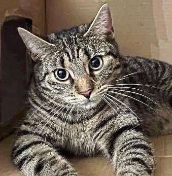 Der Kater aus Büren überlebte die Schussverletzung nicht. Foto: Joshua Stinn