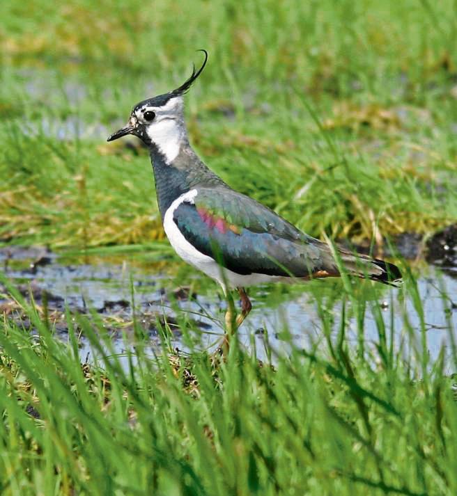 Ein Kiebitzmännchen auf einer Feuchtwiese. Übrigens ist der Kiebitz der Vogel des Jahres 2024. Foto: Birgit Beckers