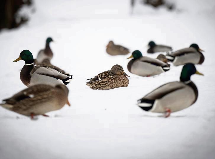 Weil die Enten kalte Füße haben, tauen Schnee und Eis unter ihnen nicht auf. Foto: dpa