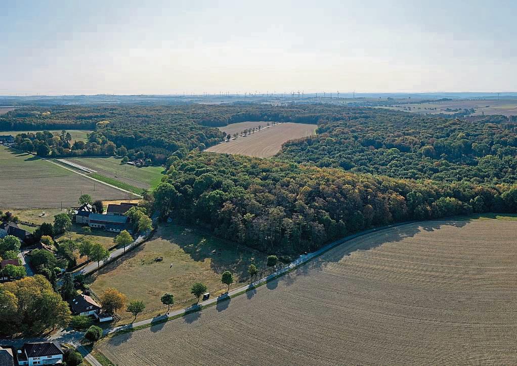 Ein Waldgürtel erstreckt sich vom Westen (hier im Bild der Mellricher Wald) bis zur Gemeindegrenze nach Rüthen, wo sich der Nettelstädter Forst anschließt. Foto: Eickhoff