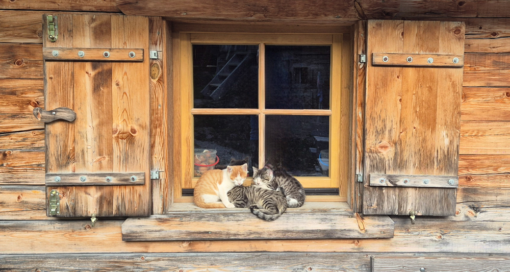 Gefangen nehmen von diesem Motiv nahm sich Helmut Seel. Es entstand auf einer Alm in den Dolomiten, wo die Katzenwaisen von der Bäuerin mit der Hand aufgezogen wurden.