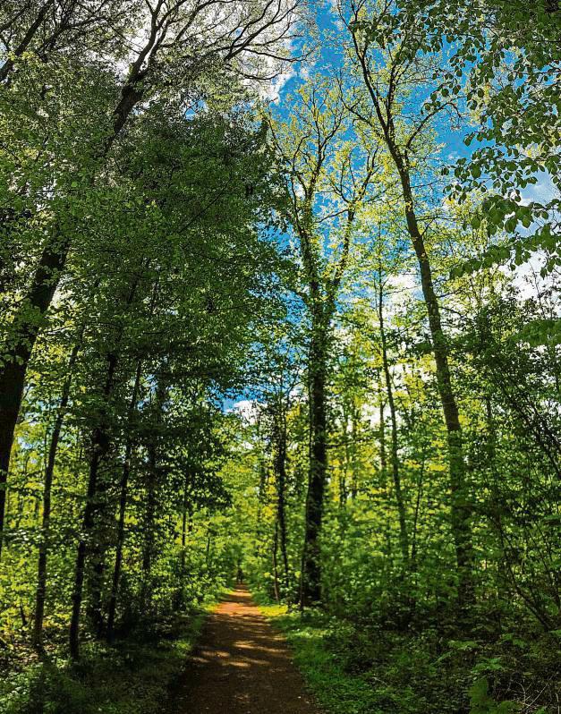 Der Wald ist unter anderem Erholungs- und Sehnsuchtssort, Wirtschaftsfaktor und mystische Kulisse. Foto: Winkelmann