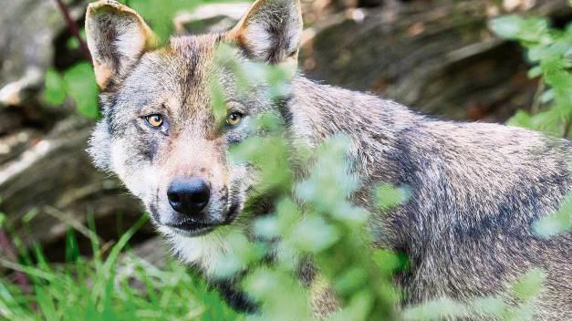 Fördergelder für den Herdenschutz: Ein Wolf ist im Arnsberger Wald standorttreu geworden. Symbolfoto: Julian Stratenschulte / dpa