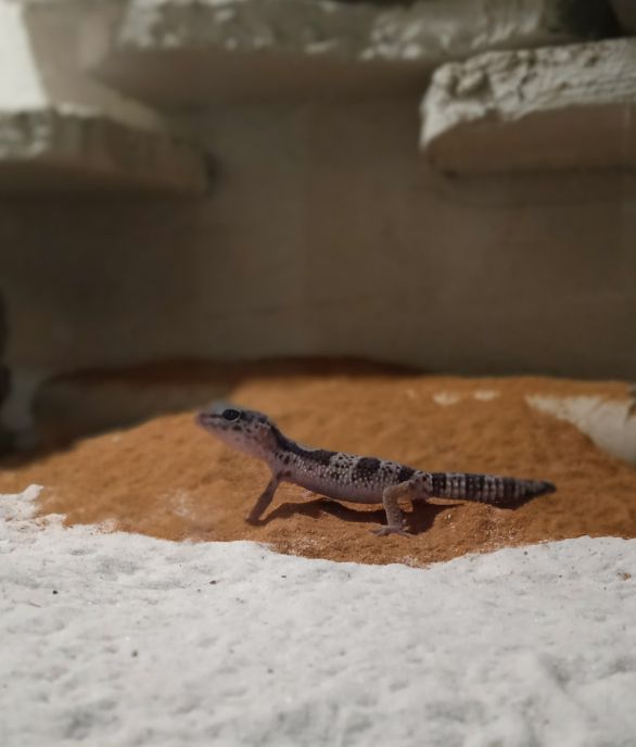 Bildzeile: Geckos fressen auch Spinnen und Fliegen. Foto: Lennox Herting-Hauke