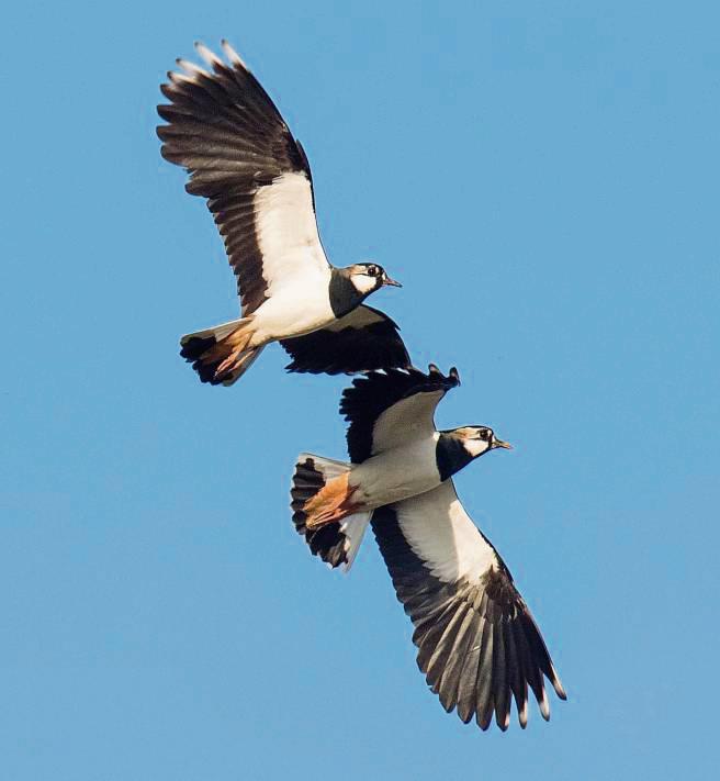 Der Kiebitz ist Vogel des Jahres 2024. Foto: Beckers (Abu)